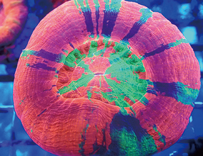 D-D Coral Lense XL - Linse für Smartphone