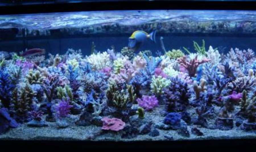 Korallenzucht Coral Light New Generation