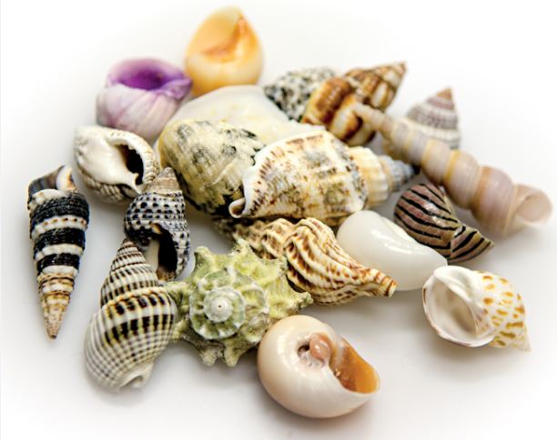 Hobby Sea Shells Set S (Schneckenhäuser 20 St.)