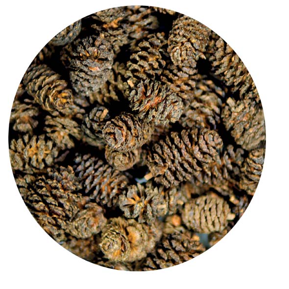 Hobby Alder Cones | 50 St. Schwarzerlenzapfen