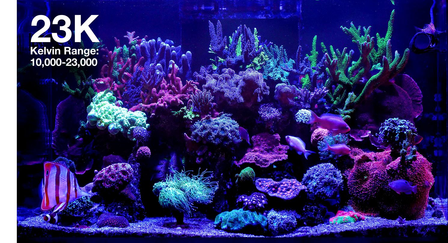 Red Sea REEFLED G2 60 Watt LED Beleuchtung für Meerwasseraquarium