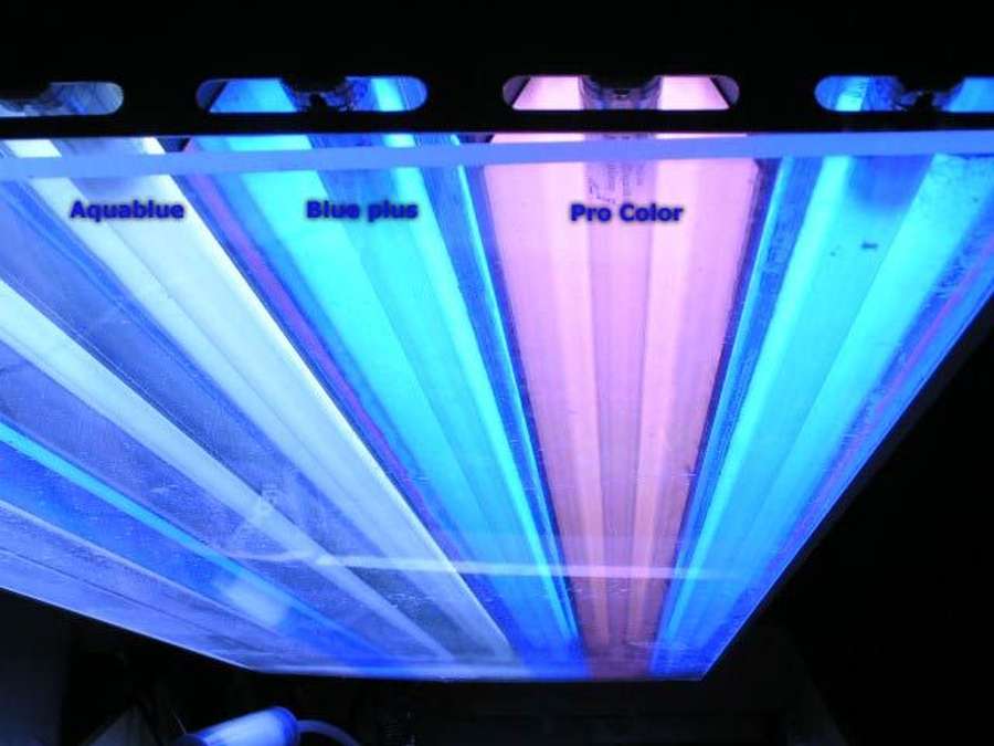 10x ATI Aquablue special 80 Watt