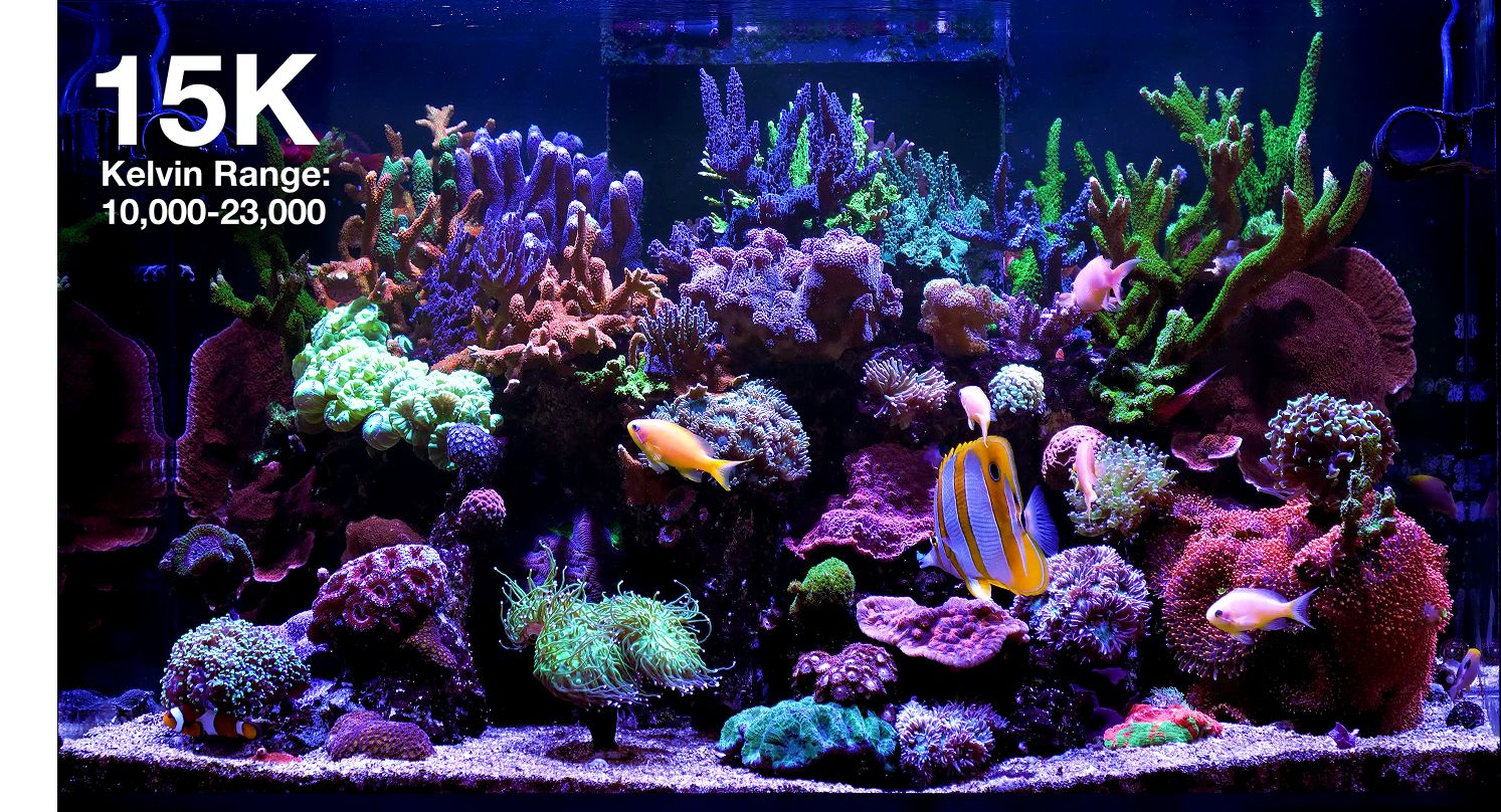 Red Sea REEFLED G2 60 Watt LED Beleuchtung für Meerwasseraquarium