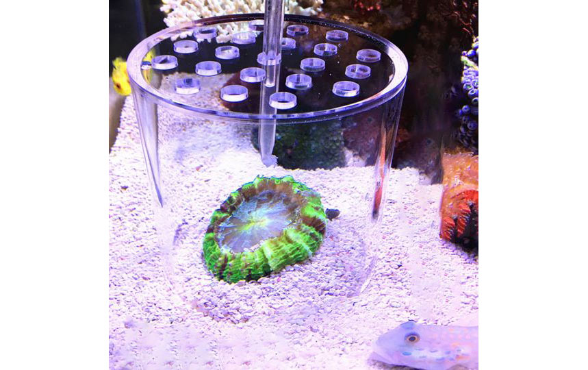 Coral Feeding Cover