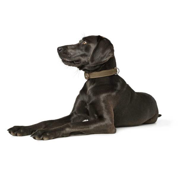 Hunter Hundehalsband Halsband Hunting oliv