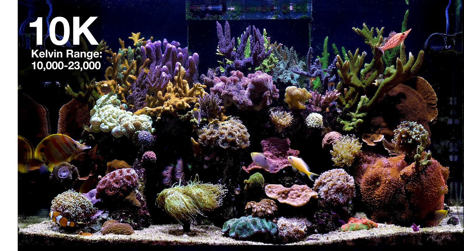 Red Sea REEFLED G2 60 Watt LED Beleuchtung für Meerwasseraquarium