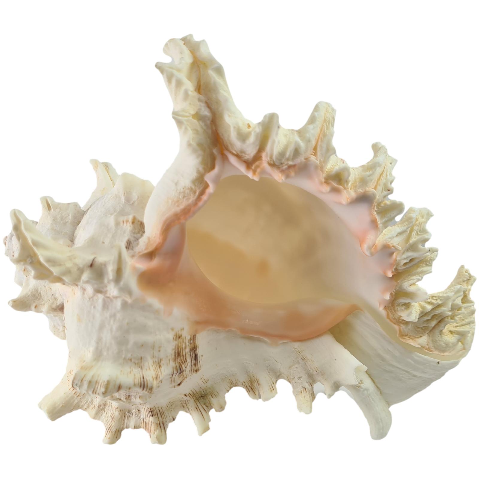 Muschelgehäuse Murex Ramosus ca. 17 - 19 cm