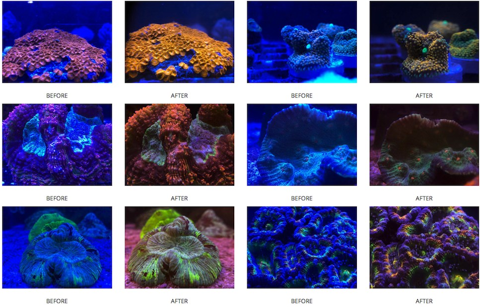 D-D Coral Lense XL - Linse für Smartphone