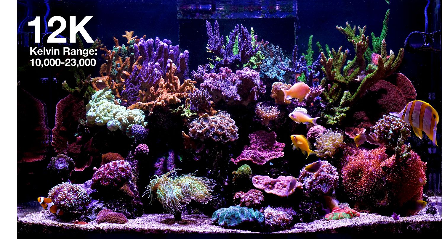 Red Sea REEFLED G2 60 Watt LED Beleuchtung für Meerwasseraquarium