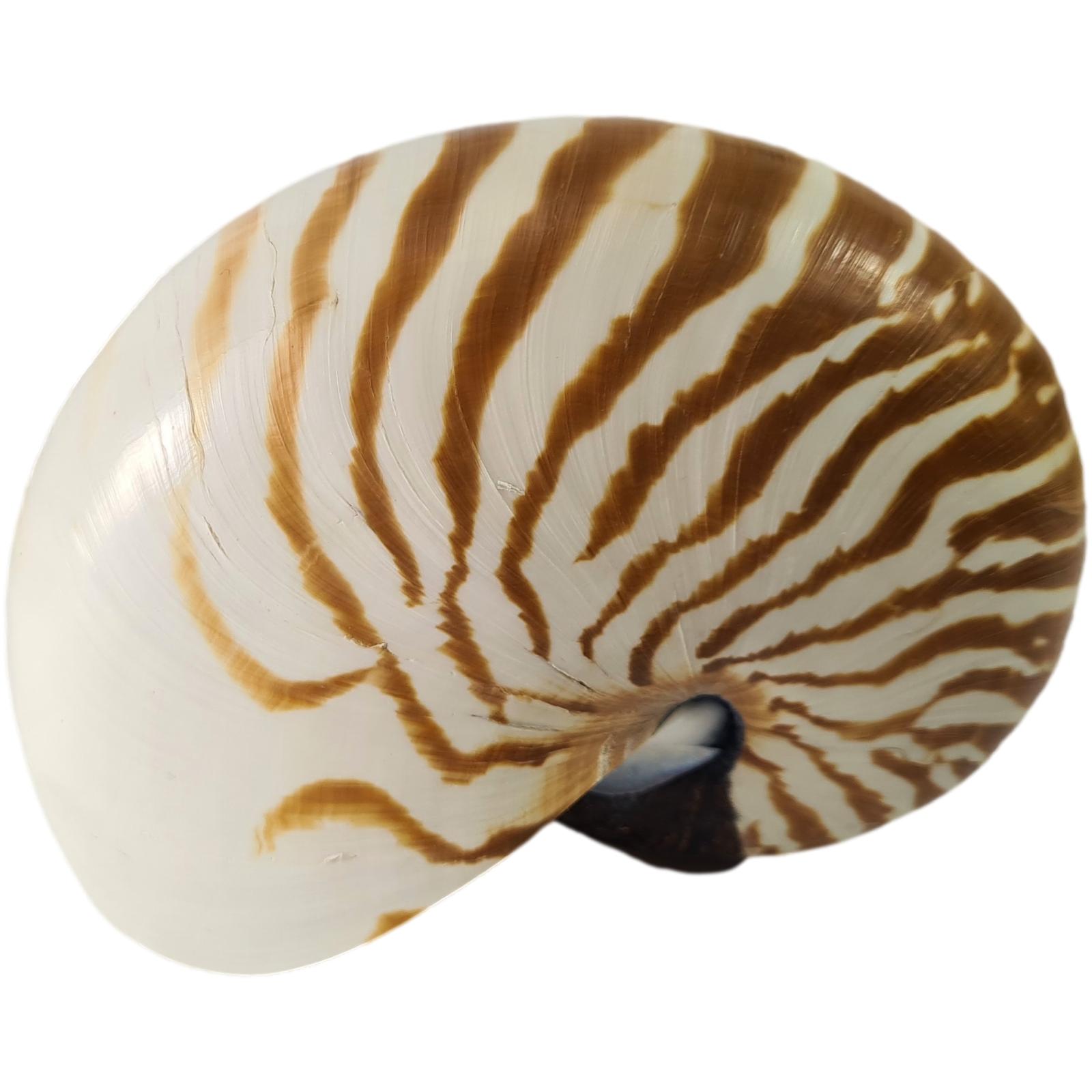 Gehäuse Nautilus ca. 12 cm