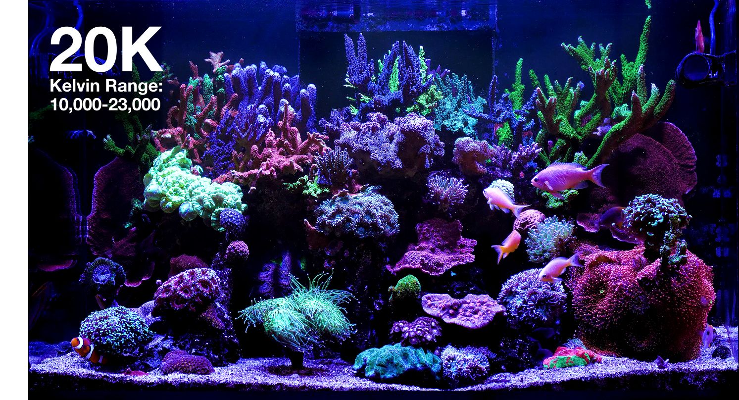 Red Sea REEFLED G2 60 Watt LED Beleuchtung für Meerwasseraquarium