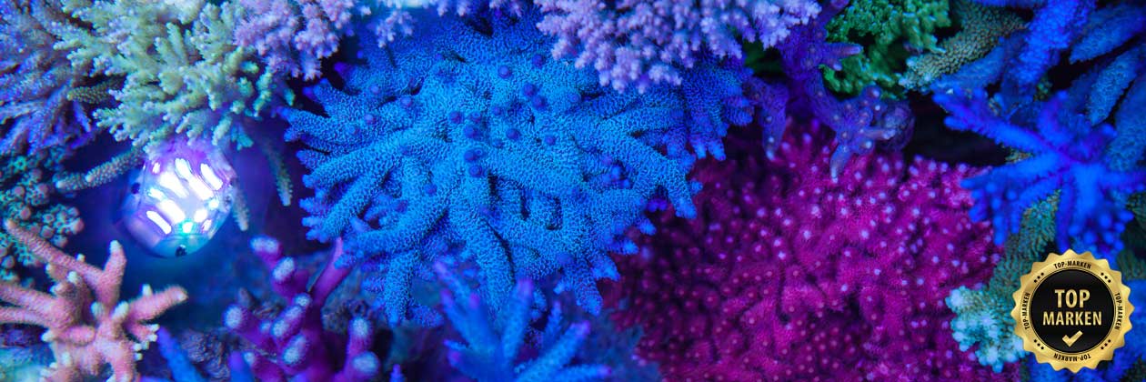 Foto von Meerwasseraquarium im Shop