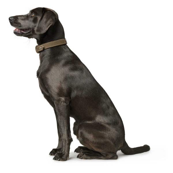 Hunter Hundehalsband Halsband Hunting oliv